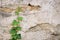 Ivy crawling up a stone wall