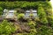 Ivy creeper on a wall surrounding window