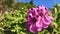 Ivy geranium, a pink flowers in afternoon.