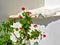 Ivy geraniums Pelargonium peltatum