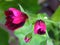 Ivy Geraniums Pelargonium Peltatum `Contessa Purple` buds.
