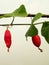 Ivy gourd fruit