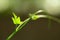 Ivy gourd pant leaf ,macro photograph ,natural background