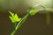 Ivy gourd pant leaf ,macro photograph ,natural background