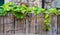 Ivy growing along the top of a worn wooden fence with blurred stone wall in the background