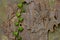 Ivy growing on the bark of a plane tree for natural background with copy space, also called sycamore, platane or Platanus
