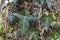 Ivy Growing on a Mossy Tree Trunk. Ivy climbing on mossy bark of a tree. Close up