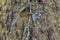 Ivy Growing on a Mossy Tree Trunk. Ivy climbing on mossy bark of a tree. Close up texture