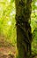 Ivy growing over a tree trunk in the middle of the autumn forest