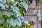 Ivy growing on the stone of an old shade with elements of an iron lattice. Cages entwined with bright green ivy