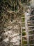 Ivy growing on a stone wall and an old gate