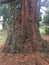 Ivy growing on treetrunk