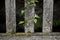 Ivy growing on a weathered park bench.