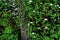 Ivy Growth on a Tree - Vineyard Lohrberg, Frankfurt / Main, Germany