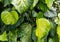 Ivy heart shape leaf wall close-up Hedera.  symbol of love. green Sulphur heart leaves romantic background. growth foliage in