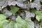 Ivy, Hedera Helix, English, alternating dark and light green Foliage