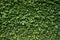 Ivy Hedera. Natural green background.