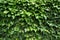 Ivy Hedera. Natural green background.