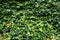 Ivy Hedera. Natural green background.