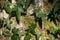 Ivy leafs details with a ray of sunlight