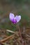 Ivy-leaved cyclamen