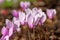 Ivy leaved cyclamen cyclamen herifolium flowers