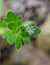 Ivy-leaved speedwell flower