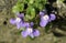 Ivy-Leaved Toadflax