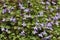 Ivy-Leaved Toadflax