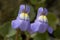 Ivy-Leaved Toadflax