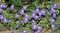 Ivy-Leaved Toadflax