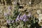 Ivy-Leaved Toadflax - Cymbalaria muralis
