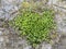 Ivy-leaved toadflax, Cymbalaria muralis, aka Kenilworth ivy, plant with flowers on old grey stone wall.