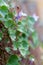 Ivy-leaved toadflax, Cymbalaria muralis, commonly grows in rock and wall crevices, Poland, Europe