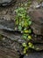 Ivy-leaved Toadflax on wall in Wales