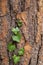 Ivy leaves climbing a tree with interesting bark texture