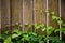 Ivy leaves draped over a bright wooden wall.