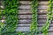 Ivy leaves draped over a log wooden wall