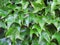 Ivy leaves green protection barrier beautiful natural intimacy