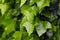 Ivy leaves Hedera helix wall in drops of dew after the rain.