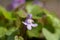 Ivy leaves toadflax cymbalaria muralis
