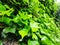 Ivy on medieval alley of Sant Ilario Genoa Italy