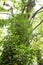 Ivy overgrowing beech trees in wild forest