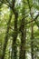 Ivy overgrowing beech trees in wild forest