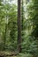 Ivy overgrowing beech trees in wild forest