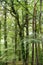 Ivy overgrowing beech trees in wild forest