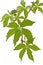 Ivy (Parthenocissus tricuspidata) in spring