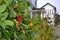 Ivy Plant with Flowers in Mendocino, California