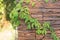 Ivy plant green wall decoration home foliage nature architecture natural house background garden