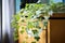 ivy plant trailing along top of filing cabinet